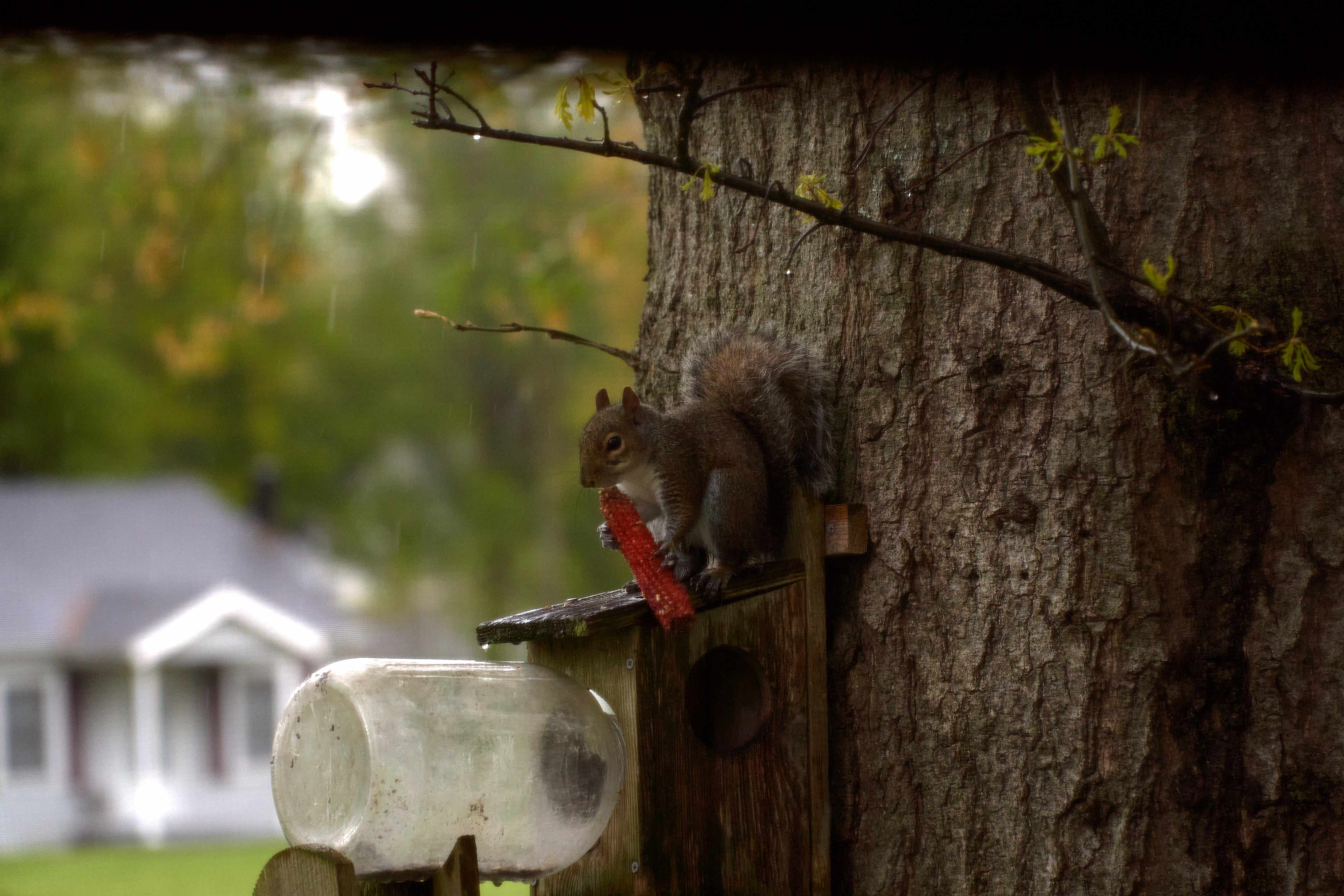 Squirrel  sitting on an old feeder